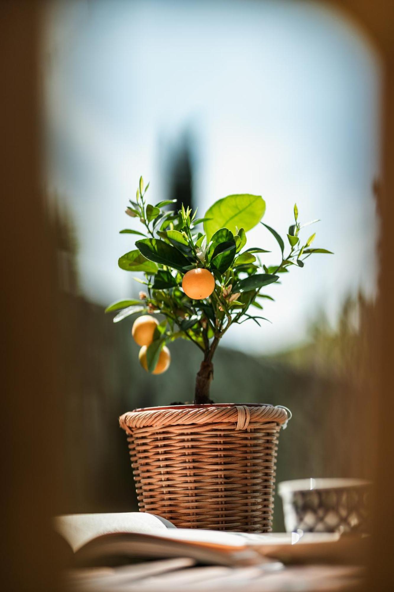 Bed and breakfast Rovezzano 3*